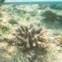 サンゴを知ろう！サンゴの定点観測