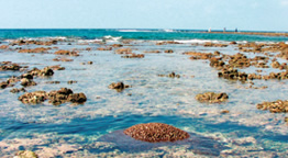 潮の引いたサンゴ礁