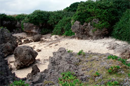 フィールドであるサンゴ礁の自然海岸