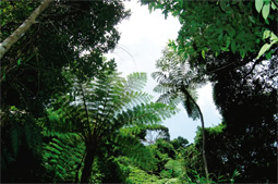 亜熱帯の植物が生い茂る